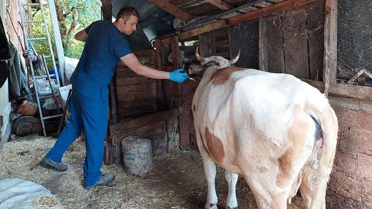 Kastamonu'da ‘şap’ nedeniyle 69 köye hayvan giriş- çıkışı yasaklandı