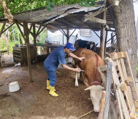 Şap hastalığına karşı aşı çalışmaları devam ediyor