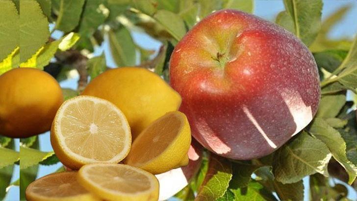 Limon ve elma, ihracı kayda bağlı mallar kapsamına alındı