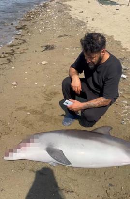 Yalova’da ölü yunus kıyıya vurdu