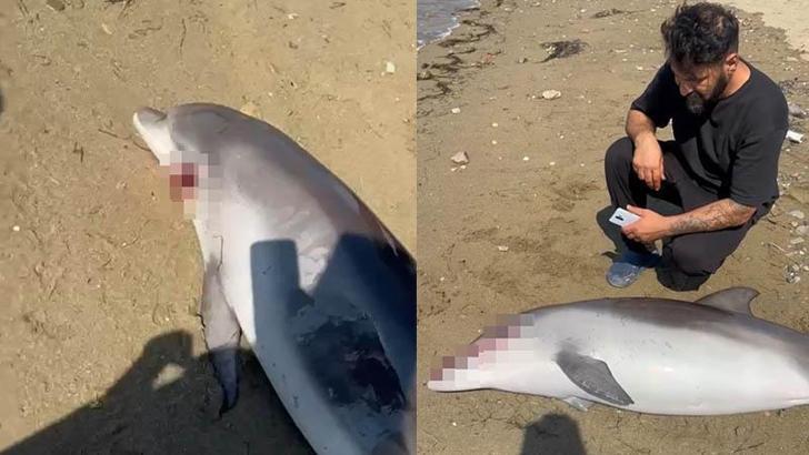 Yalova’da ölü yunus kıyıya vurdu