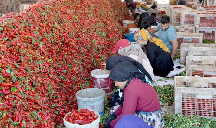 Gaziantep’te 8 bin tarım işçisi ile ‘acı’ mesaisi