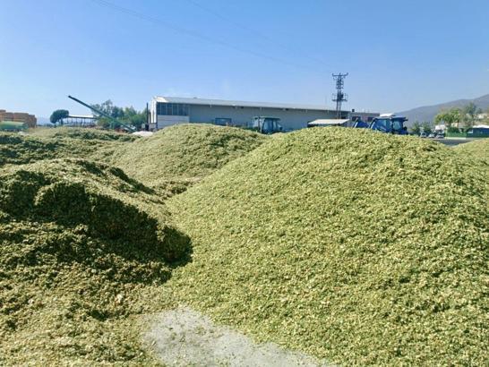 Hatay’da silaj hasadı başladı