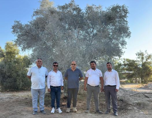 Milas'ta pilot uygulamayla ilk zeytin ağaçları bilimsel yöntemlerle başarılı bir şekilde taşındı