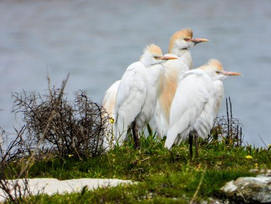 Doğal sit alanı ilan edilen Milleyha Sulak Alanı’nda seyirlik kuş manzaraları