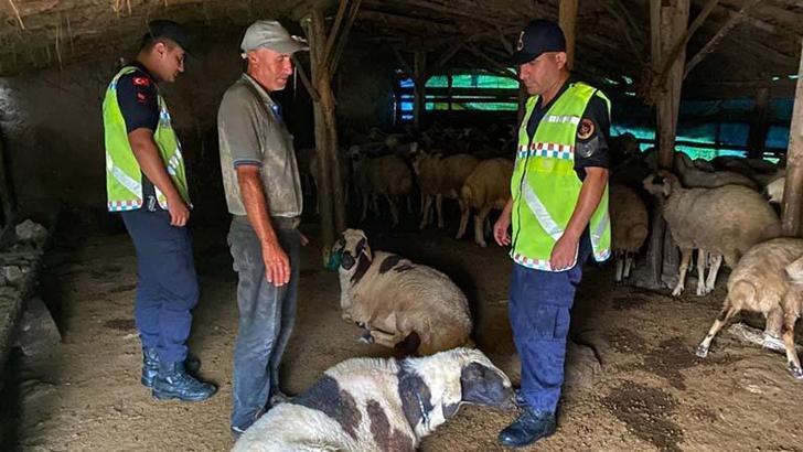 Çalındığı belirtilen 18 küçükbaşı jandarma buldu
