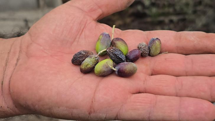 Hatay’ın meşhur halhalı zeytinini kuraklık vurdu