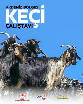Torosların has ırkı keçi, çalıştayda konuşulacak