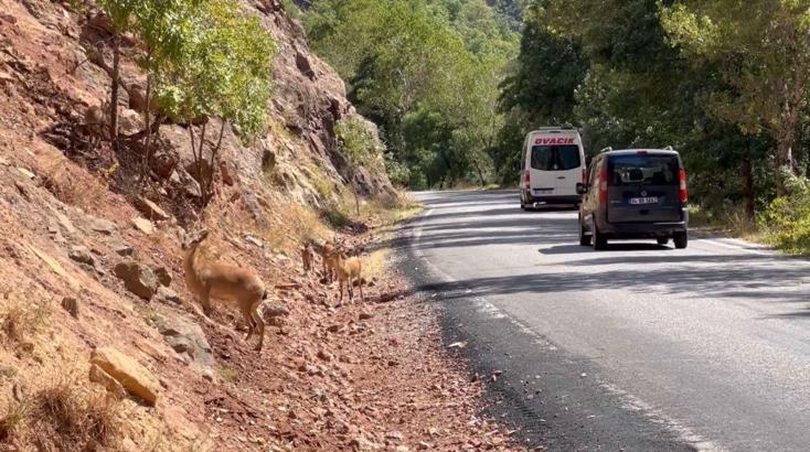 Munzur Vadisi’nde araç ve insan baskısı yaban hayatını tehdit ediyor