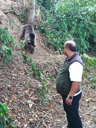Ormanda tuzağa takılan ayı, iğneyle bayıltılarak kurtarıldı