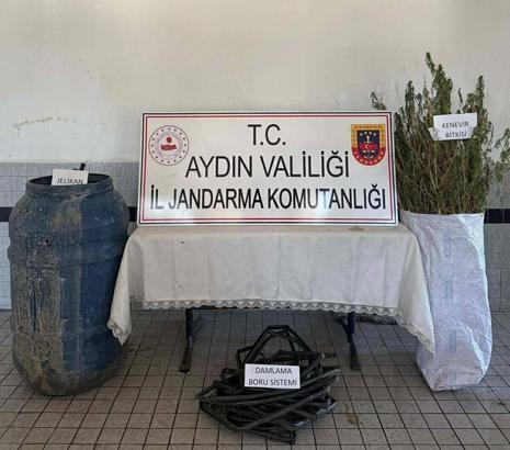 Ormanda Hint keneviri yetiştiren 5 şüpheliye gözaltı
