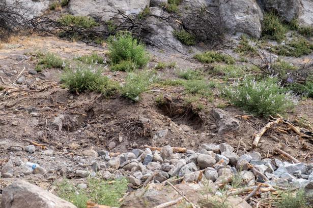 Karşıyaka Yamanlar'da yanan orman yeşeriyor