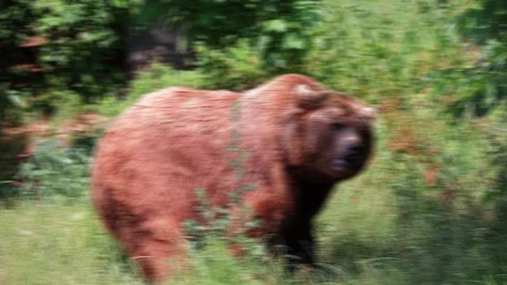 Ayı sanıp tüfekle vurduğu imam ağır yaralı