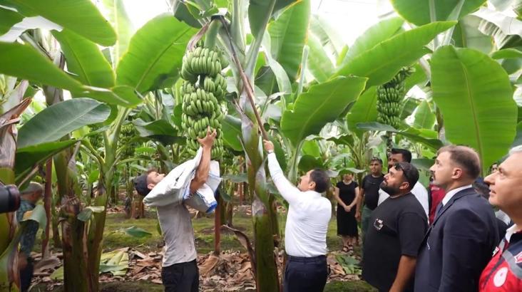 Hatay’da ilk muz hasadı yapıldı