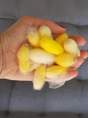 Hatay Sarısı İpeği Coğrafi İşaret Tescili Aldı