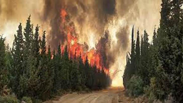 Orman yangınlarında ölen gönüllülere 'şehit' statüsü