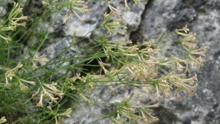 Küre Dağları Milli Parkı'nda endemik bitki türü keşfedildi