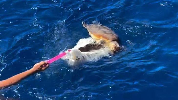 Küresel Sumud Filosu, plastik atıklara takılmış Caretta'yı kurtardı