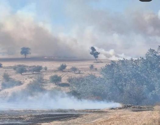 Edirne’de buğday tarlasından ağaçlara sıçrayan yangın söndürüldü