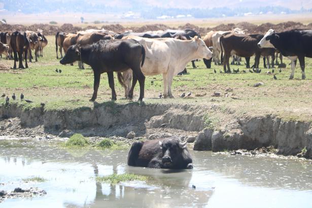 Yüksekova'da manda yetiştiriciliği yeniden geçim kaynağı oldu
