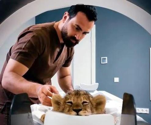 İstanbul- Yaban hayvanları sağlığına kavuşturuluyor