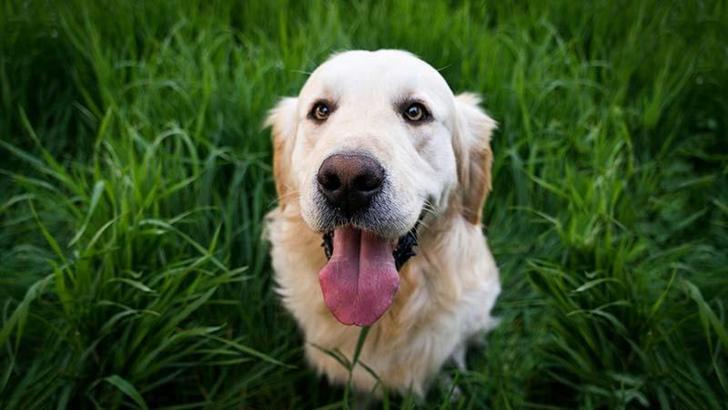 İtalya’da turist köpeklere günlük vergi uygulanacak