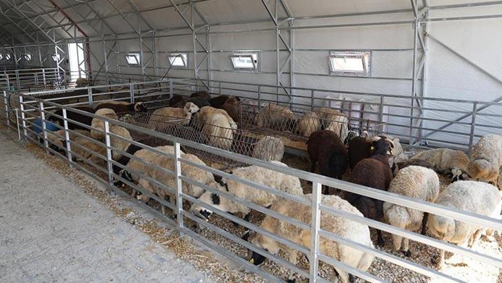 Eskişehir'de büyükşehir hayvan pazarı kapatıldı