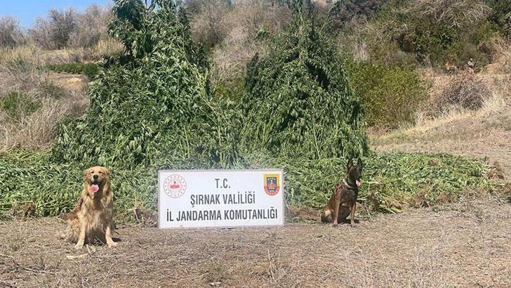 Şırnak’ta 42 bin kök kenevir ele geçirildi: 5 gözaltı