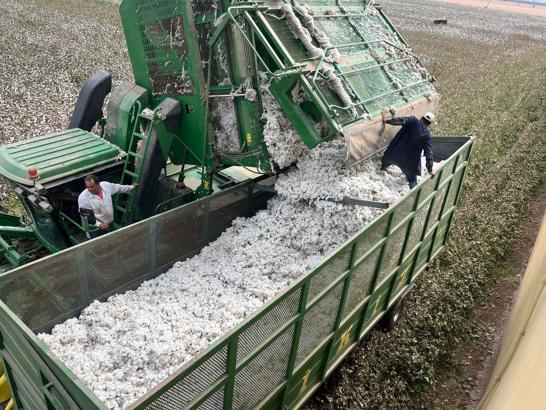 Kumlu’da pamuk hasadı