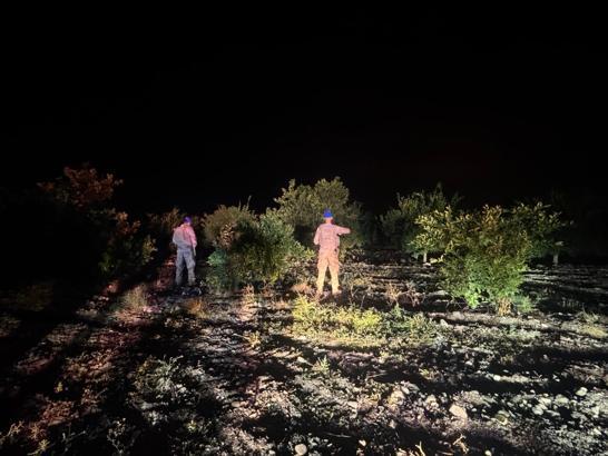 Hatay'da narenciye bahçelerinde hırsızlığa karşı komandolu önlem