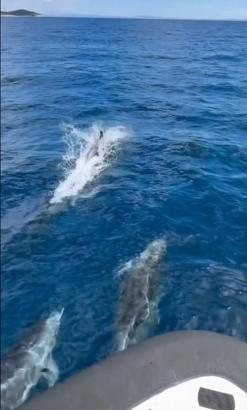 Saros’ta tekneyle yarışan yunus sürüsü kamerada