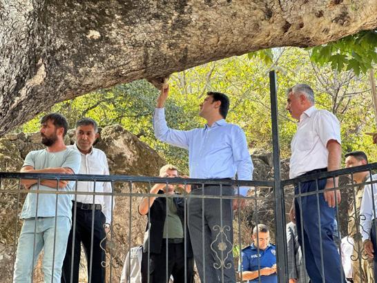 Hassa’da 850 yıllık çınar ağacı