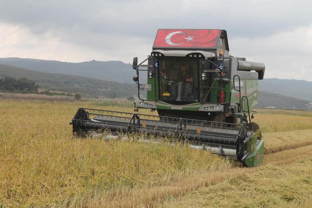 Manyas Ovası'nda çeltik hasadı başladı