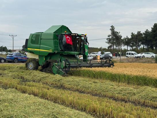 Samsun’un Bafra Ovası’nda çeltik hasadı başladı