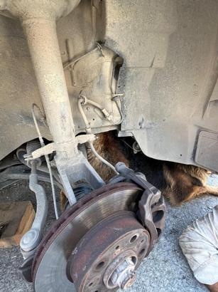 Hatay’da minibüsün altına sıkışan köpek kurtarıldı