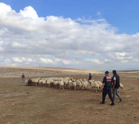 Jandarma, kaybolan koyunları dron sayesinde buldu