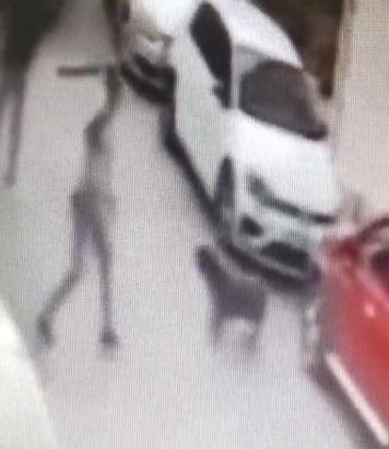 Sokak köpeğine kemerle vuran şüpheli gözaltında