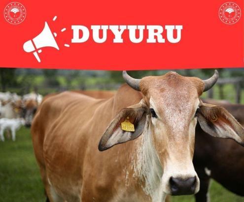 Hatay’da şap hastalığı kontrol altına alındı