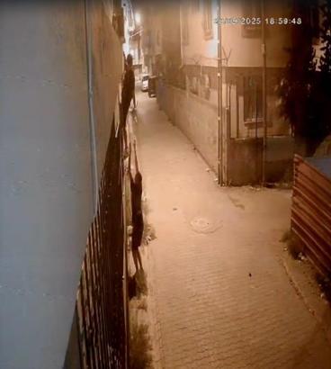 Korkuluklardan tırmanıp, penceredeki kediyi çaldılar