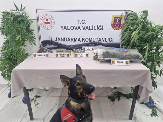 Ormanda yetiştirdikleri keneviri esrar haline getirip satmak isteyen 2 şüpheli yakalandı