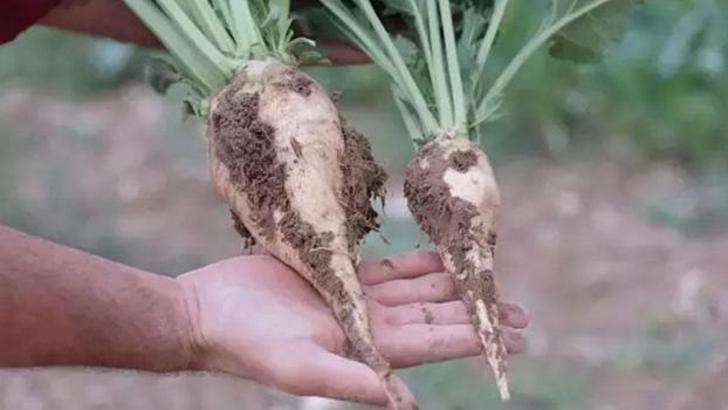 Şeker pancarı alım fiyatı 3 bin 100 TL olarak güncellendi