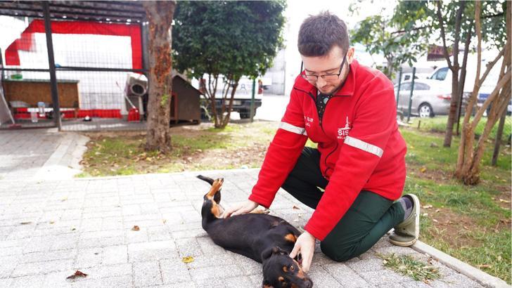 Şişli Belediyesi’nden sokak hayvanlarına tedavi hizmeti