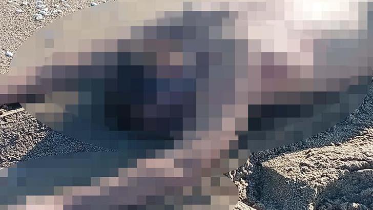 Karasu'da kumsalda çıplak erkek cesedi bulundu