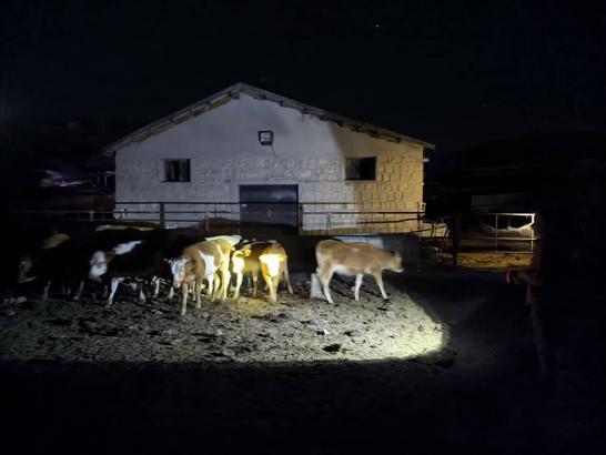 Nevşehir'de  kaybolan 14 büyükbaş hayvan jandarma ekiplerince bulundu