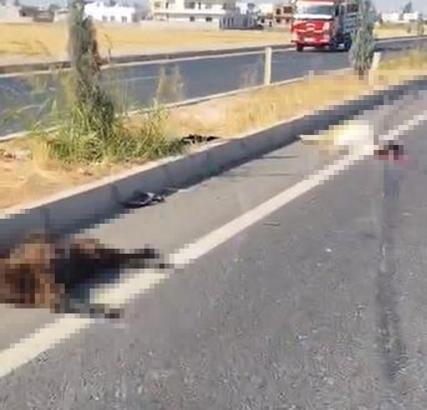 Mardin’de otomobil sürüye daldı; 5 keçi öldü