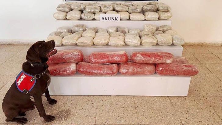 Van'da arazide 61 kilo skunk ele geçirildi; 1 gözaltı