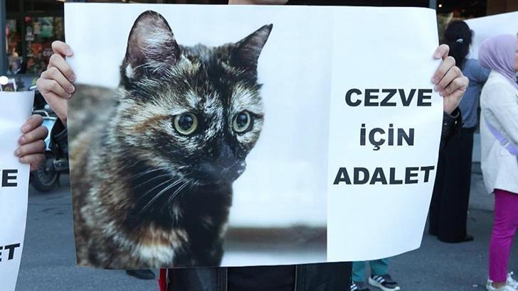 Başakşehir'de kediye işkence davasında karar: Sanık hakkında 3 yıl 8 ay hapis cezası