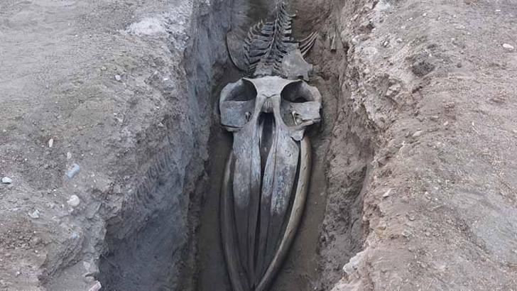 Mersin'de 4 yıl önce toprağa gömülen Fin balinasının iskeleti gün yüzüne çıkıyor