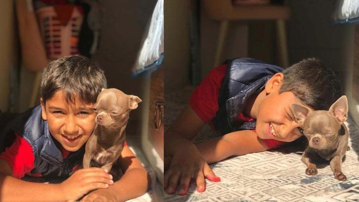 Otomobilin çarptığı Sıraç, 12 gün sonra yaşamını yitirdi