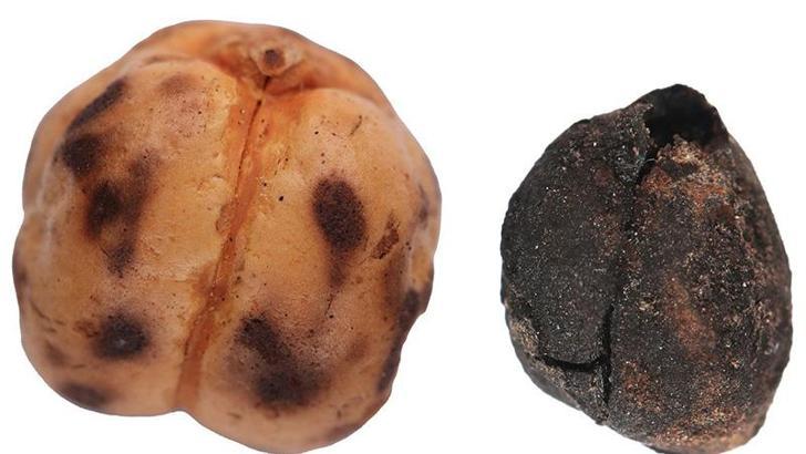 4 bin yıllık nohut ve 8 bin 600 yıllık ekmek kalıntıları gün yüzüne çıkarıldı